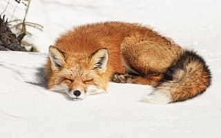 Картинка Пушистая рыжая лиса спит на холодном снегу
