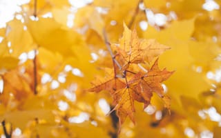 Картинка Сухие кленовые листья на дереве осенью