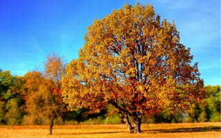 Картинка Больше дерево с желтыми листьями в лучах солнца осенью