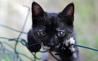 Картинка Маленький черный котенок лежит на сетке