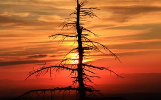 Картинка Сухое дерево ели на закате солнца