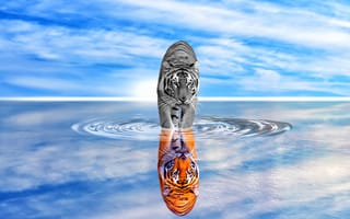 Картинка Тигр отражается в воде на фоне голубого неба