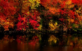 Картинка Красивые осенние деревья отражаются в воде