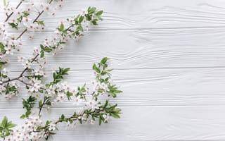 Картинка Ветки с белыми цветами вишни на деревянном фоне
