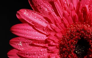 Картинка Розовый цветок герберы в каплях росы на черном фоне