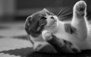 Картинка Шотландский котенок лежит на ковре