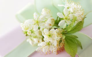 Обои Белые цветы черешни с зелеными листьями на столе с лентой