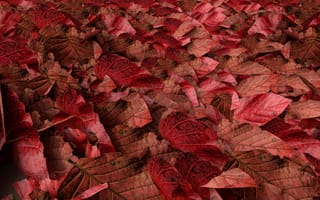Картинка Много красных опавших листьев на земле