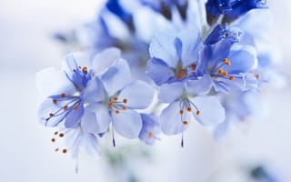 Картинка Синие цветы на ветке крупным планом
