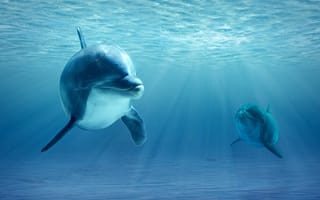 Обои Большой дельфин с детенышем в воде