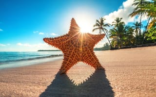 Картинка Морская звезда на горячем песке у моря летом