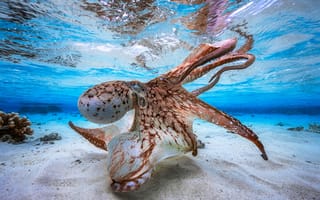 Картинка Большой осьминог под водой
