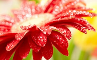 Картинка Красный цветок герберы с каплями воды на лепестках
