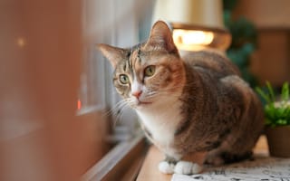 Картинка Домашний кот смотрит в окно