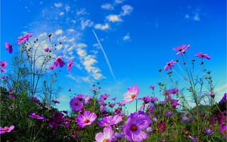 Обои Яркие розовые цветы космеи на фоне голубого неба