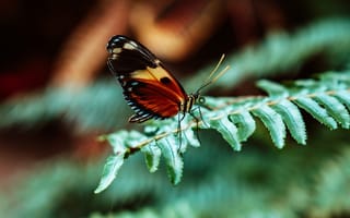 Картинка Бабочка сидит на зеленом листе папоротника