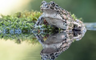 Картинка Большая лягушка сидит на водорослях в пруду