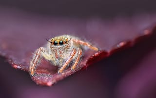 Картинка Большой паук с черными глазами охотится на листе