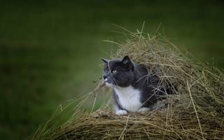 Картинка Кот сидит в куче сена на поле