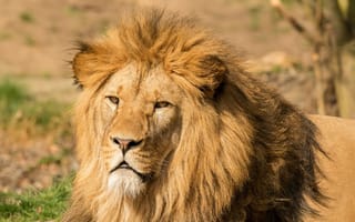 Картинка Морда льва с пышной гривой