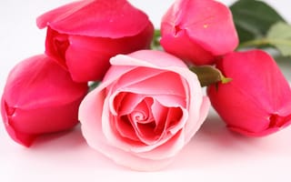 Картинка Розовые тюльпаны с розой на белом фоне