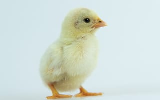 Картинка Маленький желтый цыпленок крупным планом