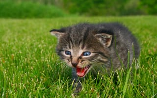 Картинка Маленький серый котенок идет по зеленой траве