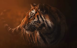 Картинка Большой полосатый хищный тигр в тумане