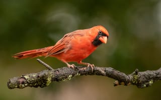 Картинка Птица красный кардинал на ветке дерева