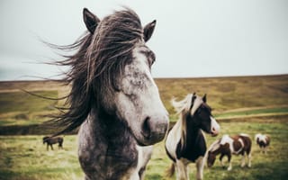 Картинка Табун красивых лошадей на поле