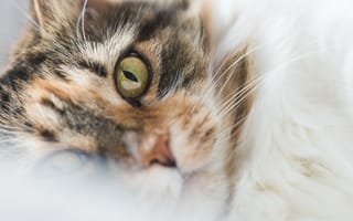 Картинка Морда зеленоглазой домашней кошки