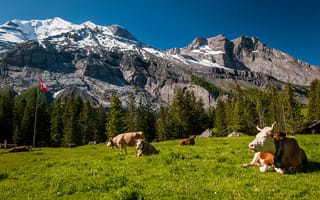 Картинка Стадо коров на зеленом лугу в горах