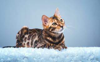 Картинка Дорогая бенгальская кошка на голубом фоне