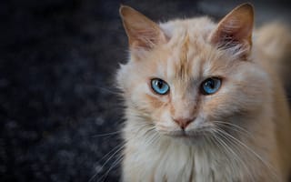 Картинка Морда рыжего голубоглазого кота крупным планом