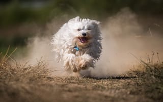 Картинка Белая пушистая собака бежит по дороге в пыли