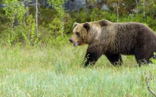 Картинка Большой бурый медведь идет по зеленой траве в лесу