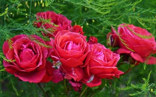 Картинка Красные садовые розы на клумбе с зелеными листьями