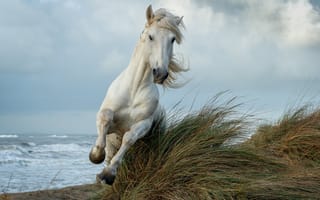 Картинка Белая лошадь скачет по высокой траве у моря