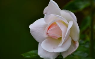 Картинка Нежные лепестки розовой розы крупным планом