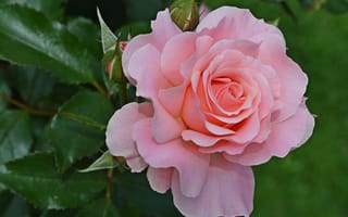 Картинка Большая розовая роза с бутонами на клумбе