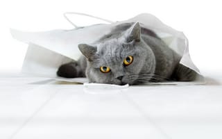Картинка Британский кот лежит в белом пакете