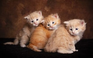 Картинка Три маленьких пушистых рыжих котенка