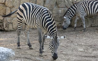Картинка Две полосатые зебры в зоопарке