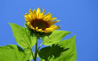 Картинка Желтый цветок подсолнуха в лучах солнца на фоне голубого неба