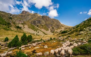 Картинка Стадо овец в горах под голубым небом