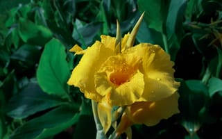 Картинка Красивый желтый цветок гладиолуса в каплях росы