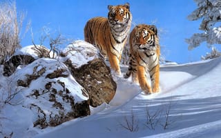 Обои Два больших полосатых тигра в лесу зимой