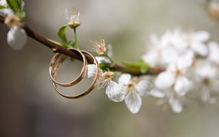 Картинка Два золотых обручальных кольца на цветущей ветке вишни