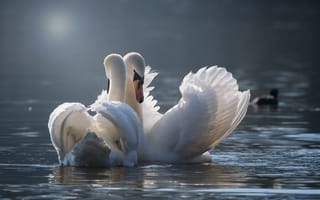 Картинка Два красивых влюбленных белых лебедя в пруду