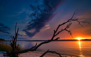 Картинка Сухое дерево на берегу озера на закате